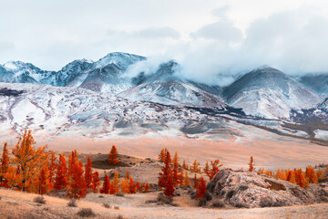 Snow-covered mountains with clouds and yellow trees. Autumn landscape of Kurai steppe in Altai,...