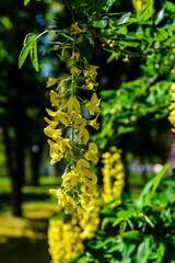 Laburnum plant (Laburnum anagyroides) blooming at spring in a park