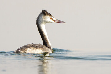 Great Crested Grebe in winter plumage 