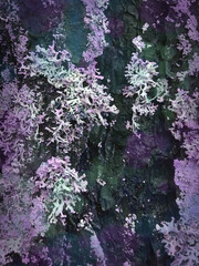 Nature photo. Texture of stone, bark, leaves.