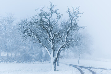 Tree covered with snow on one side in a foggy winter landscape