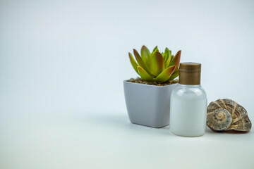 A beatiful photo of a lttle shower gel near a shell in back a plastic jar with a plant