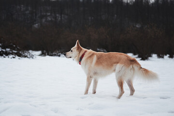 Adorable white fluffy pet dog with red collar walks in winter snow park. Half-breed shepherd and husky stands in snow in beautiful red collar and looks into distance.