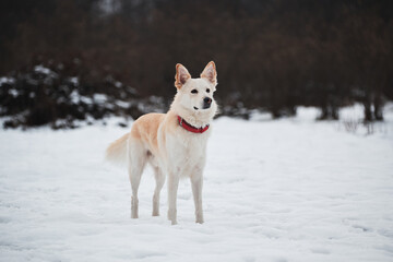 Adorable white fluffy pet dog with red collar walks in winter snow park. Half-breed shepherd and husky stands in snow in beautiful red collar and looks into distance.