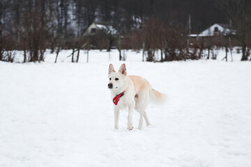 Adorable white fluffy pet dog with red collar walks in winter snow park. Half-breed shepherd and husky stands in snow in beautiful red collar and looks into distance.