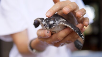 Human hands holding and stroking baby turtle 
