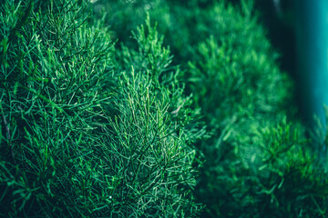 nature background of green forest, tropical forest in green filter