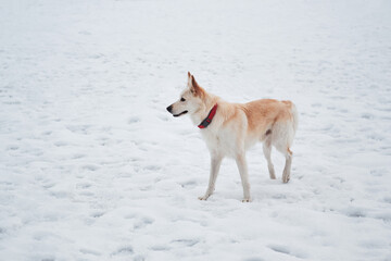 Adorable white fluffy pet dog with red collar walks in winter snow park. Half-breed shepherd and husky stands in snow in beautiful red collar and looks into distance.