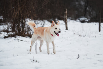 Fototapeta na wymiar Adorable white fluffy pet dog with red collar walks in winter snow park. Half-breed shepherd and husky stands in snow in beautiful red collar and looks into distance.
