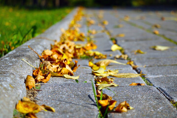 Yellow dry leaves of trees lie on the road.