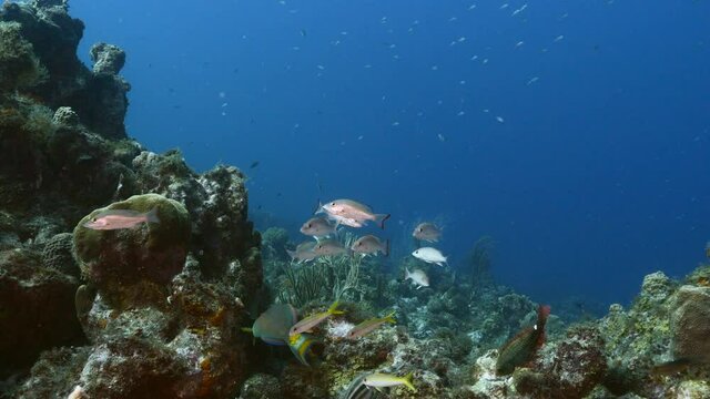 School of Mutton Snapper in turquoise water of coral reef in Caribbean Sea, Curacao