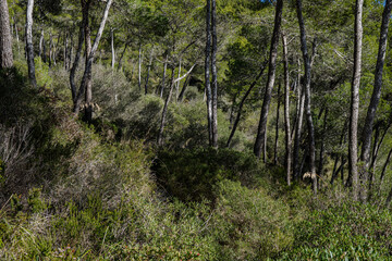 Aleppo pines, forest on Puig de Randa hillside, Llucmajor, Mallorca, Balearic Islands, Spain