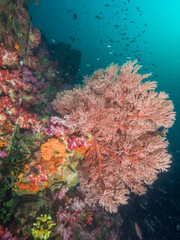 Fototapeta na wymiar Knotted fan coral in a muddy tropical reef (Mergui archipelago, Myanmar)