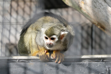 Obraz premium A monkey with dark eyes sits on a tree.