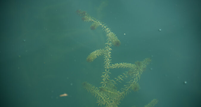 Nature Swamp Field Of Green Algae Plant Bloom, Scientists Are Developing Research On Algae In Water Lake. Bio-energy, Biofuel, Energy Renewable Environment Research In Farm Field And Laboratory