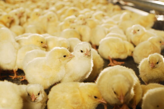 Young yellow chickens on poultry farm.