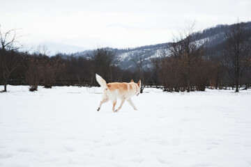 Fototapeta na wymiar Adorable white fluffy pet dog with red collar walks in winter snow park. Half-breed shepherd and husky of light red color runs on soft snow and enjoys life.