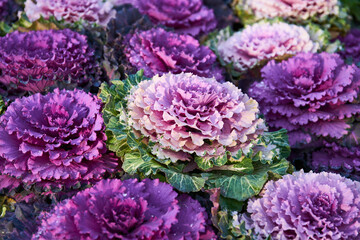 decorative purple cabbage planted in a flowerbed