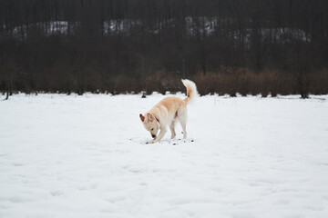 Adorable white fluffy pet dog with red collar walks in winter snow park. Half-breed shepherd and husky of light red color digs snow and finds dirty ground under it.