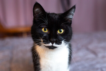 A gorgeous black cat with a white mustache and chest looks at the camera with yellow eyes. Portrait of a beautiful domestic cat close-up. Day of the cat. Pet day.