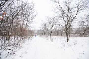 Fototapeta na wymiar Winter snowy day , nature landscape.