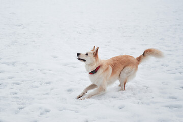 Half-breed shepherd and husky light red color is preparing to jump and play. Adorable white fluffy pet dog with red collar walks in winter snow park.