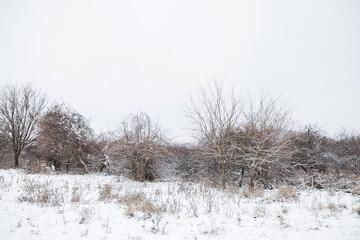 Winter snowy day , nature landscape.