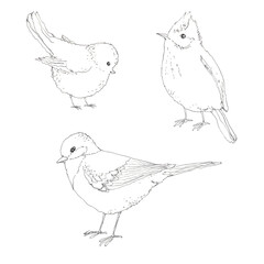 Little birds hand drawn in pen ink. 