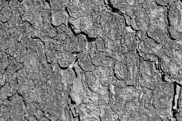 Black and white photo. Tree bark texture.