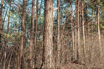 in the forest 