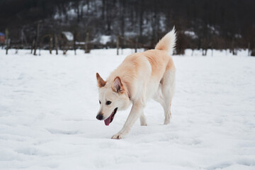 Adorable white fluffy pet dog with red collar walks in winter snow park. Half-breed shepherd and husky of light red color walks and sniffs everything around, gets acquainted with new area.