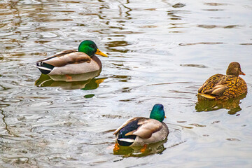 Obraz premium Ententeich