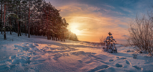 Panoramic view of sunset over winter landscape with covered in snow pine and fir trees against...