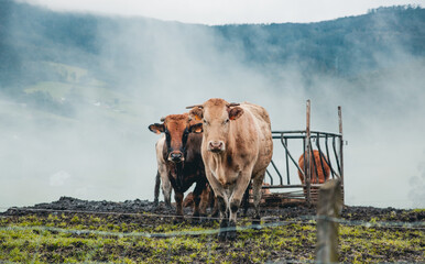 vacas en el campo
