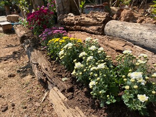 Colorful tiny flowers are fully blooming in the garden. They’re growing up between the logs on the ground. 