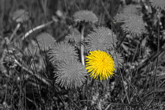 Black and white image of yellow dandelions with isolated yellow flower. Bright yellow flower against desaturated background. Stand out and be different concept.