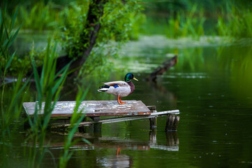 Duck on the platform.