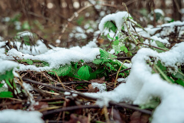 Obraz premium in the forest 