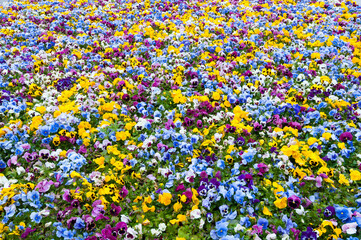 Field of colorful flowers.