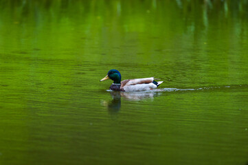 The duck swims along the river.