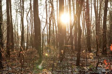 in the forest 