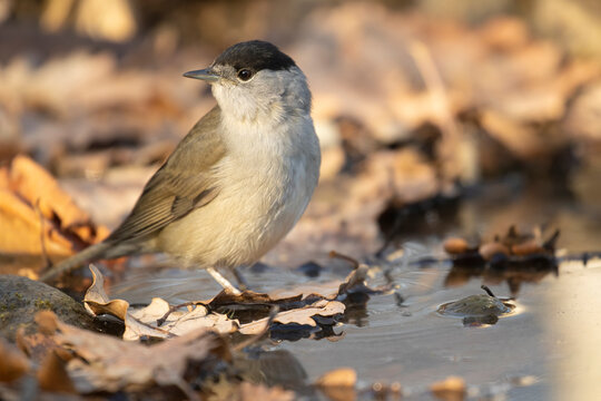 capinera in abbeverata