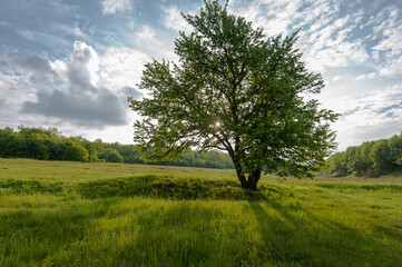 Fototapeta na wymiar Green tree in the field.