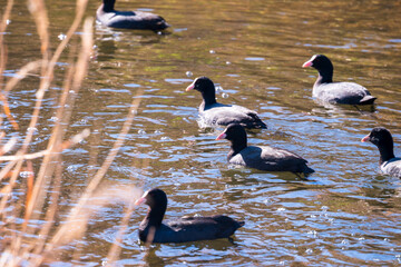 オオバンの群れ
