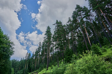 Deep in the green forest