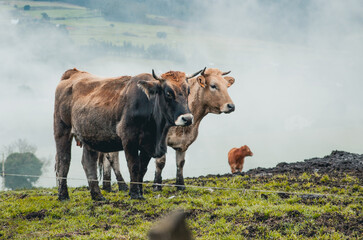 vacas en el campo