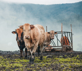 vacas en el campo