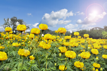 Landscape of marigold flowers with clouds and blue sky background. Soft and selective focus.