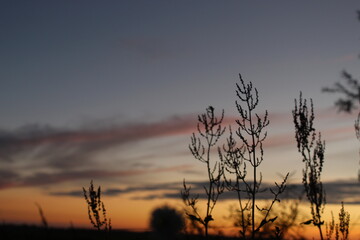 sunset in the field