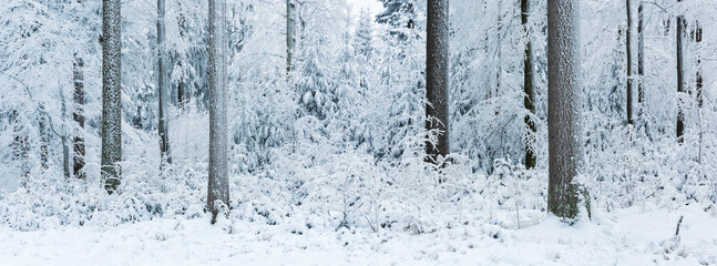 Panorama of snow covered spruce forest in winter